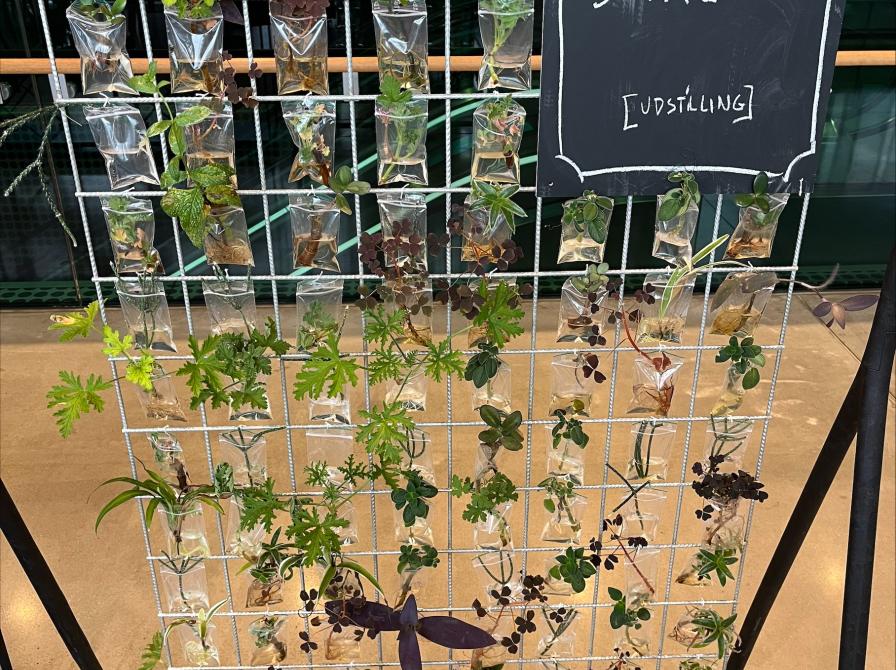 Stiklinger i små plastposer på rionet